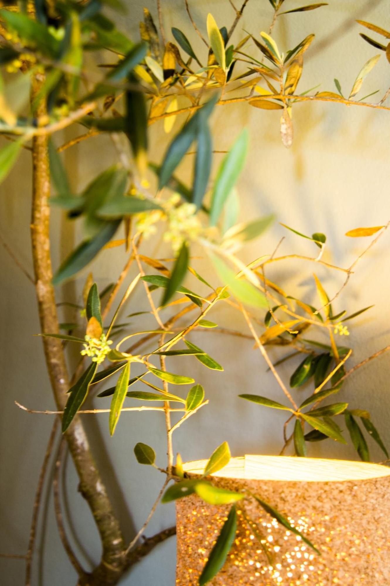 Figueirinha Ecoturismo Guest House Monte da Estrada Phòng bức ảnh